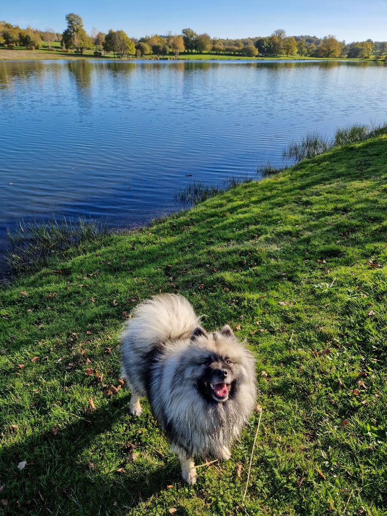 Sheyenne Of Sweet Fluffy Tails