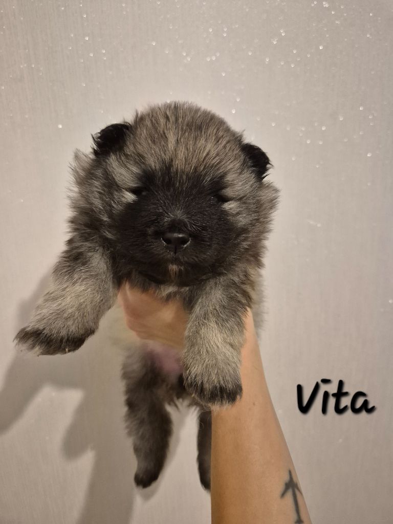 De La Casa Del Spitz - Chiot disponible  - Spitz allemand