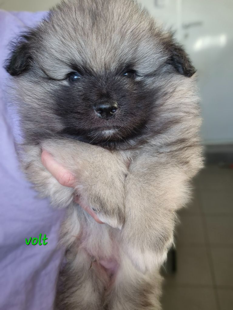 De La Casa Del Spitz - Chiot disponible  - Spitz allemand