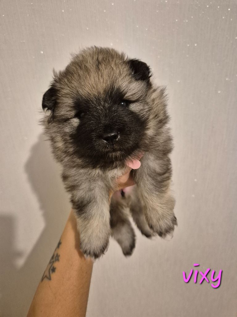 De La Casa Del Spitz - Chiot disponible  - Spitz allemand