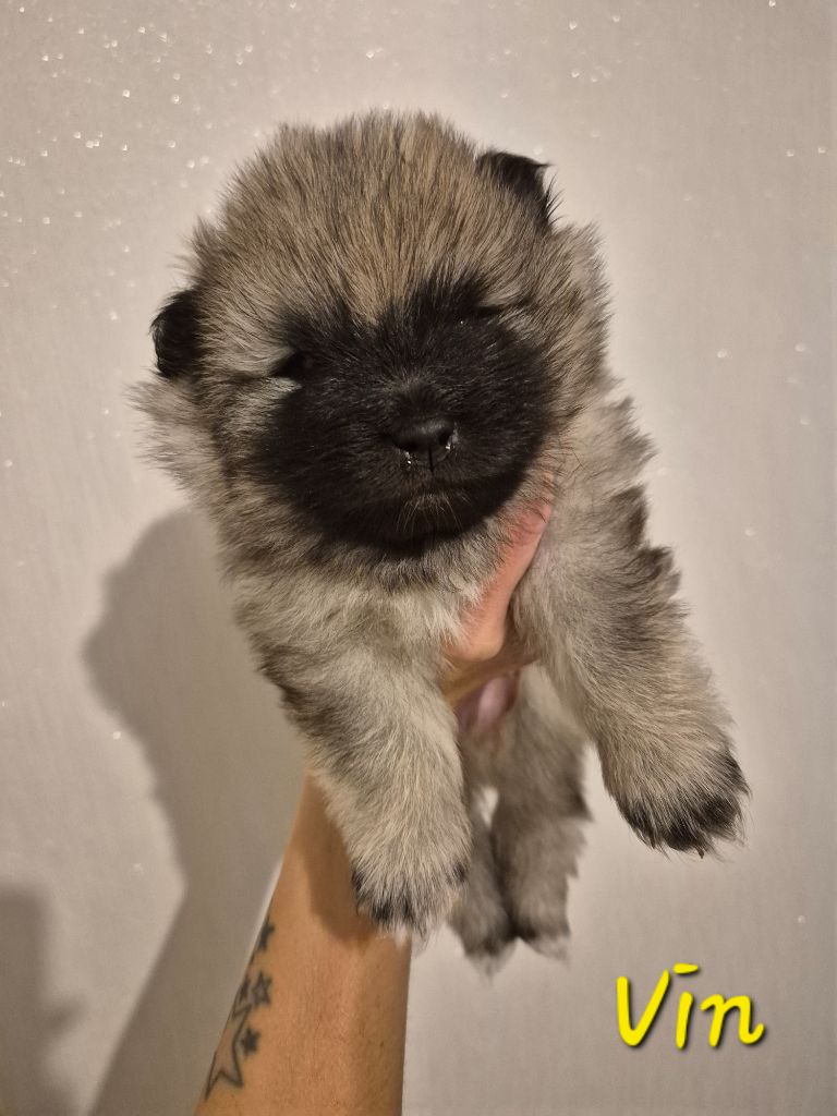 De La Casa Del Spitz - Chiot disponible  - Spitz allemand