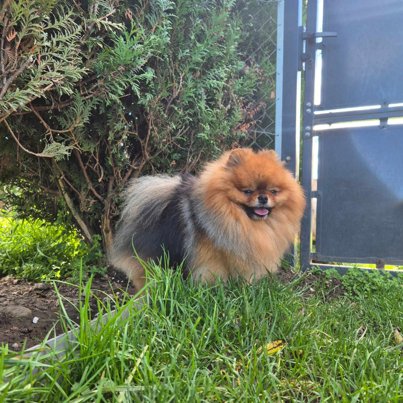 simvol goda Legacy of the king