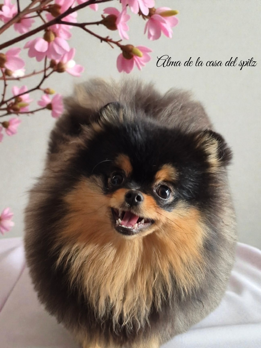Alma De La Casa Del Spitz