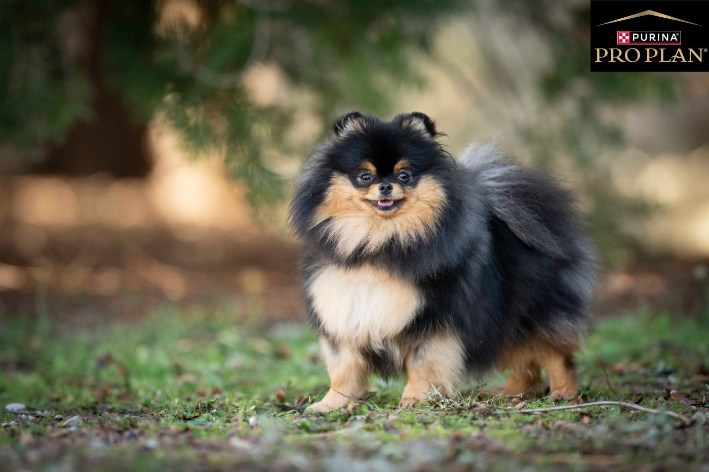 Alma De La Casa Del Spitz