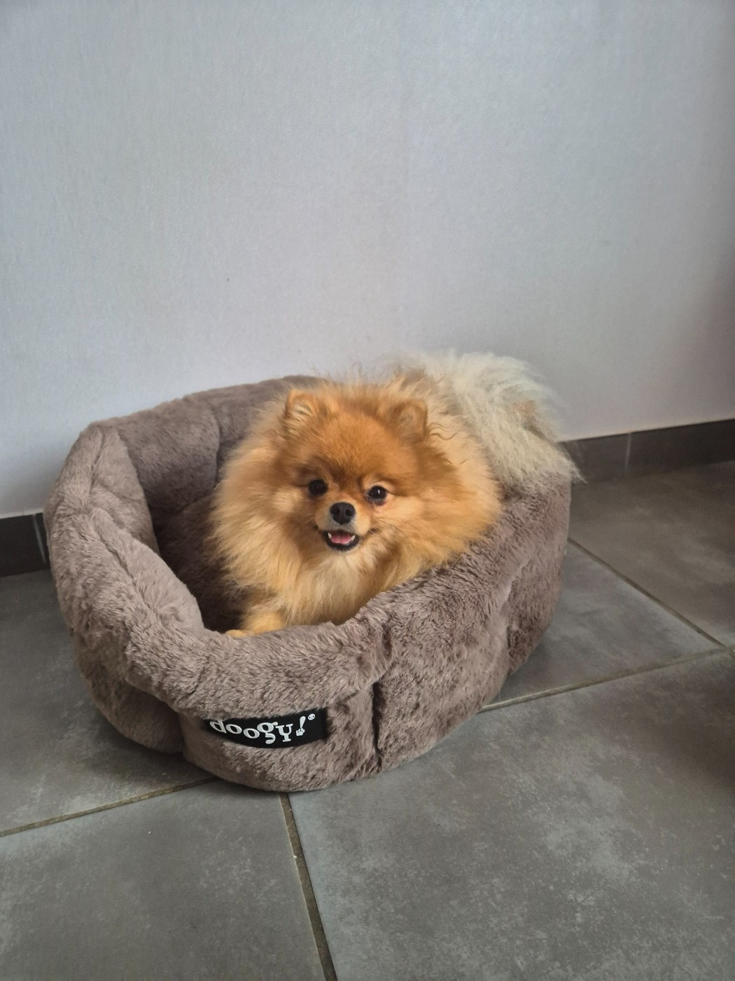 Yudjiniya dit sofia iz angelov vostoka