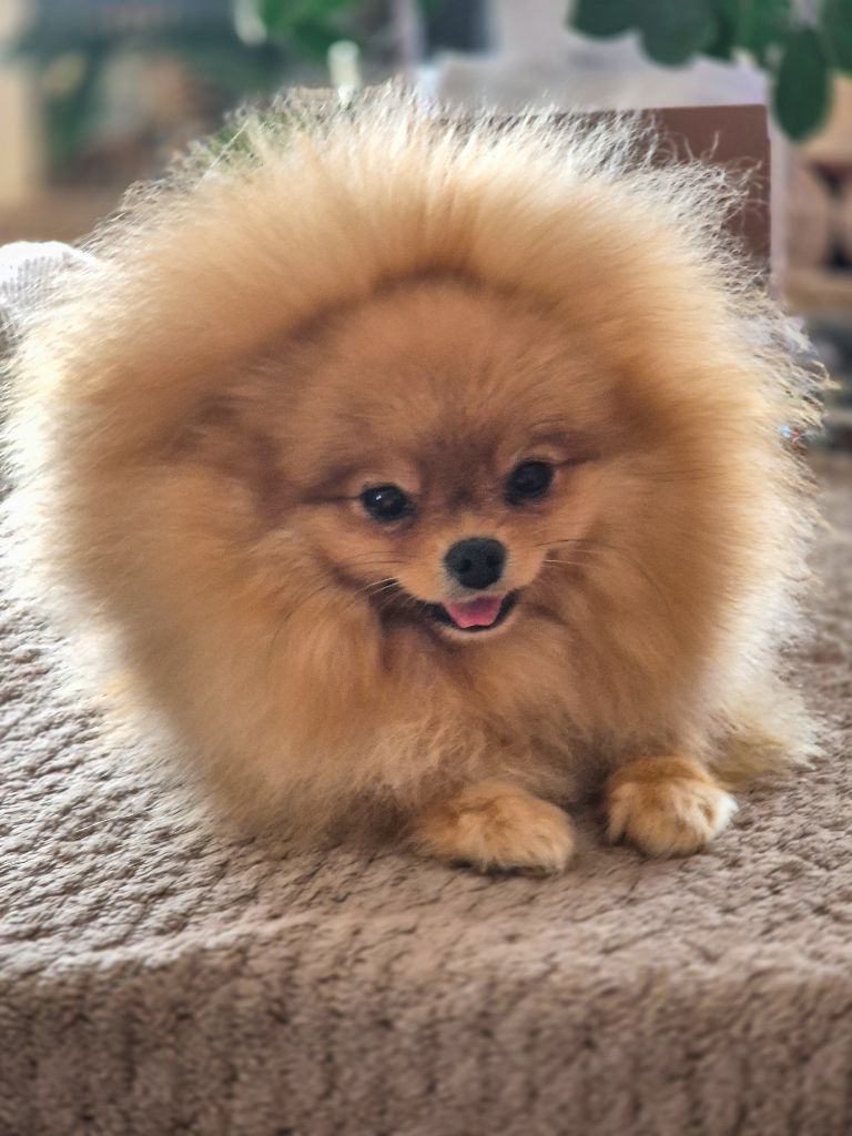 Yudjiniya dit sofia iz angelov vostoka