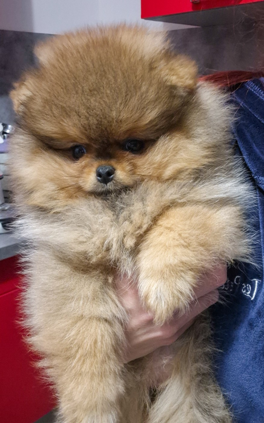 Altesse De La Casa Del Spitz