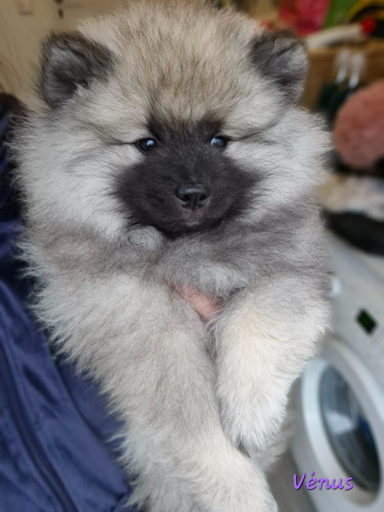 Naissance de spitz loup 