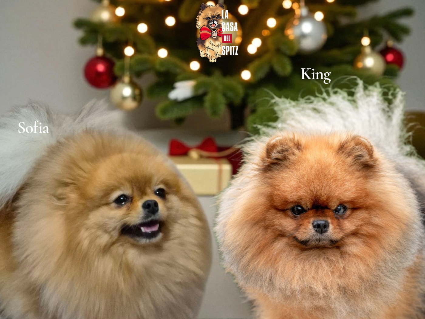 Sofia et King sont parents