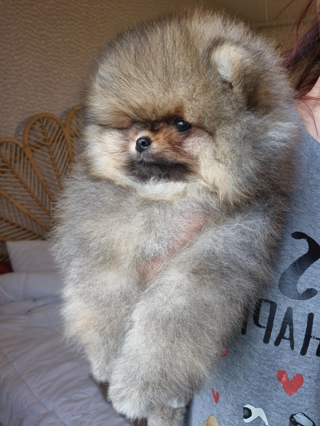 Sofia et King sont parents