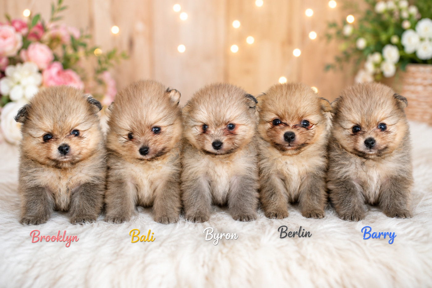 Les chiots cherchent une famille