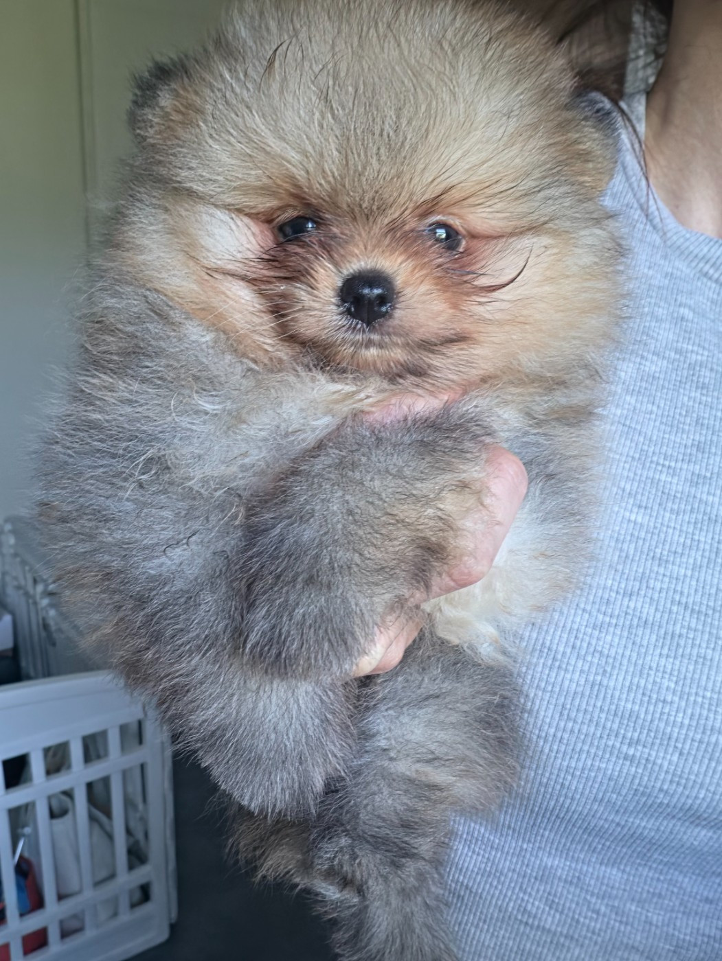 Les chiots cherchent une famille
