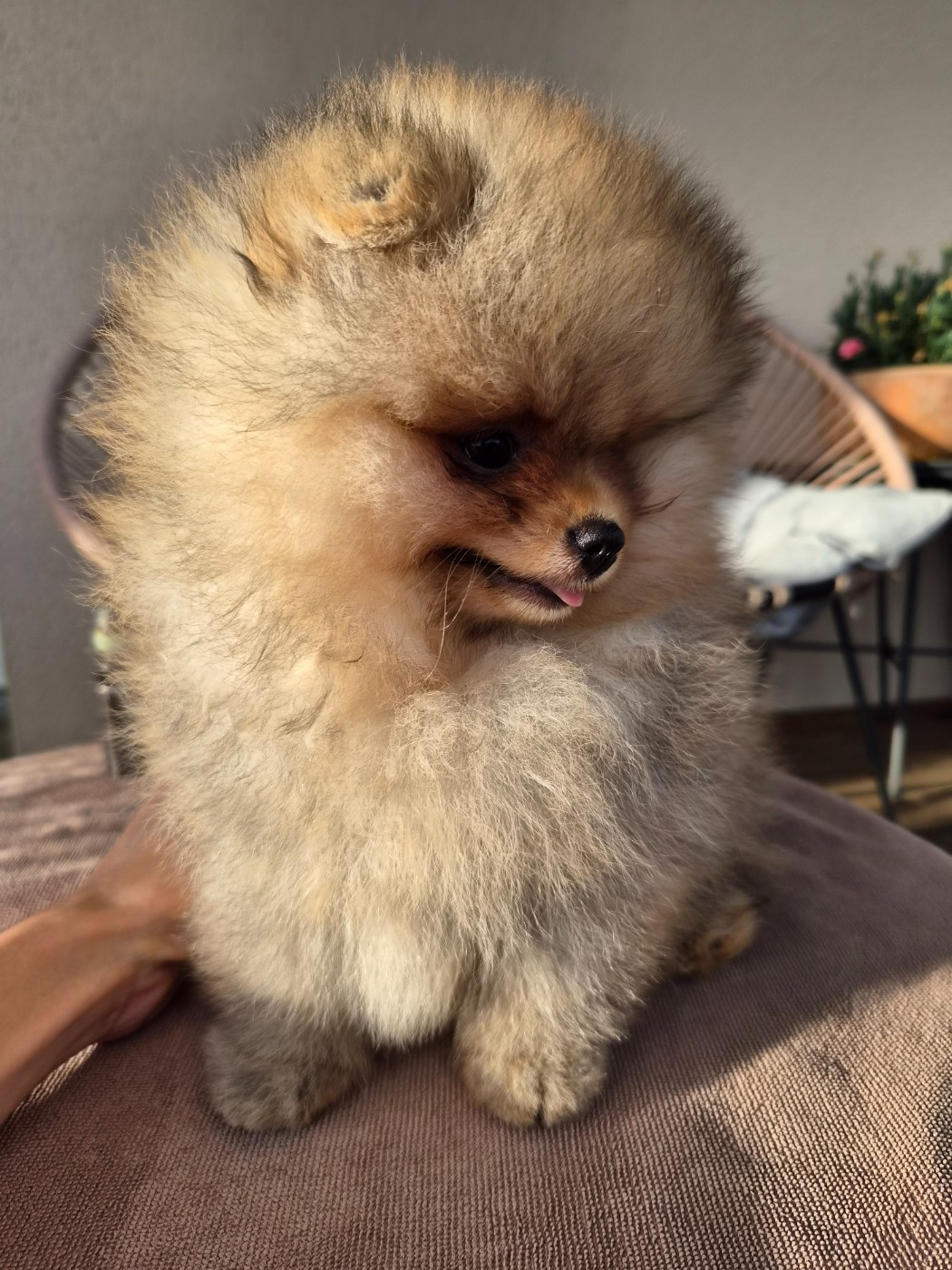 Les chiots cherchent une famille