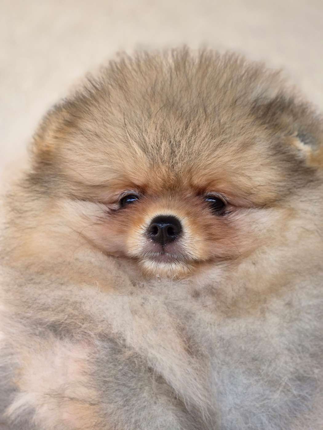 Les chiots cherchent une famille