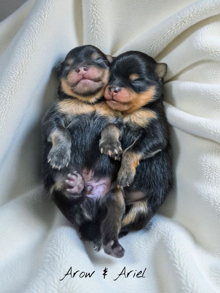 Les bébés de Bella 