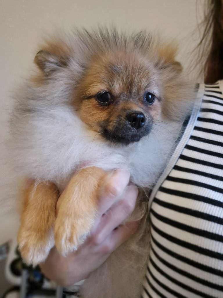 Alésia cherche sa famille 