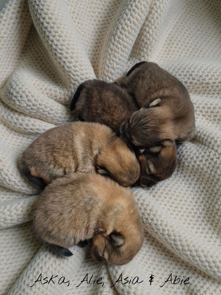 4 femelles sont nés 