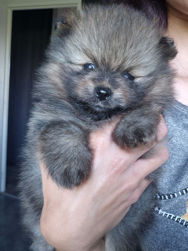 De La Casa Del Spitz - Chiots disponibles - Spitz allemand