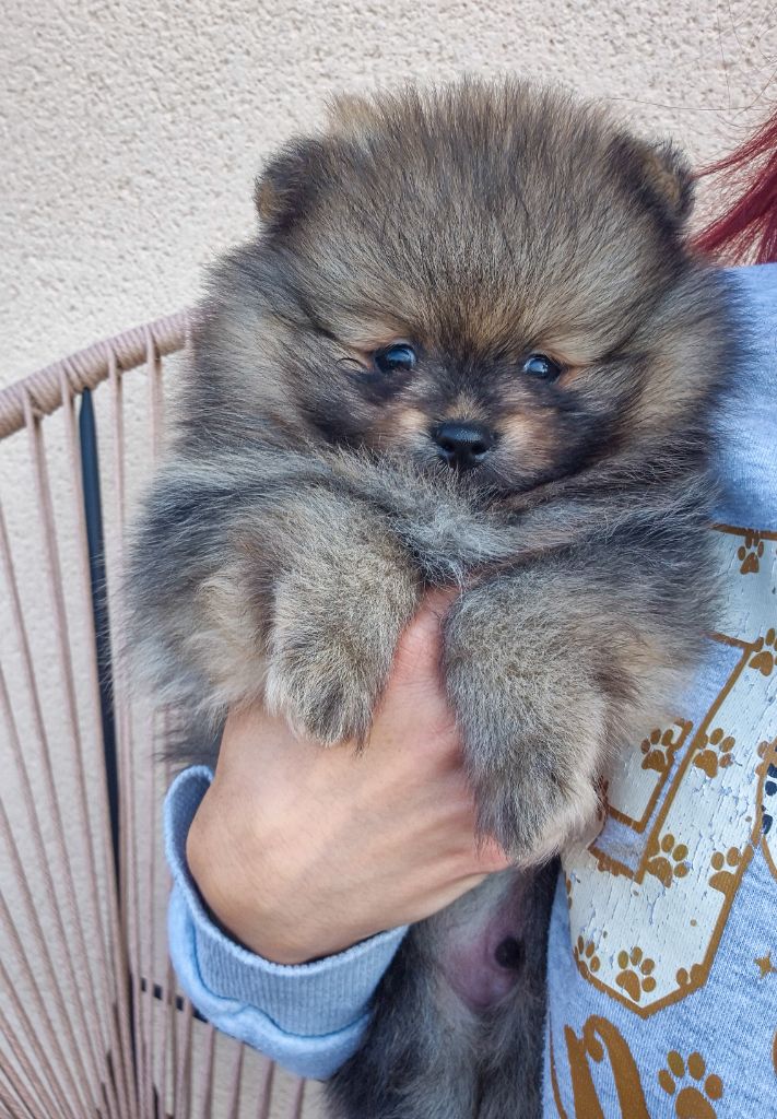 De La Casa Del Spitz - Chiots disponibles - Spitz allemand