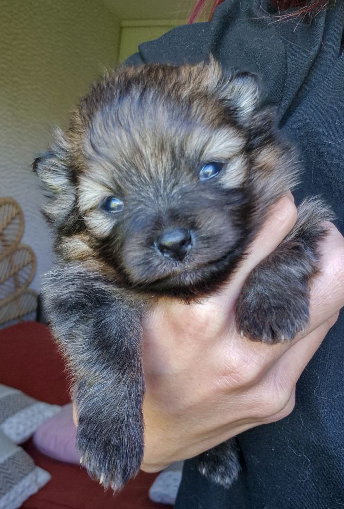De La Casa Del Spitz - Chiots disponibles - Spitz allemand