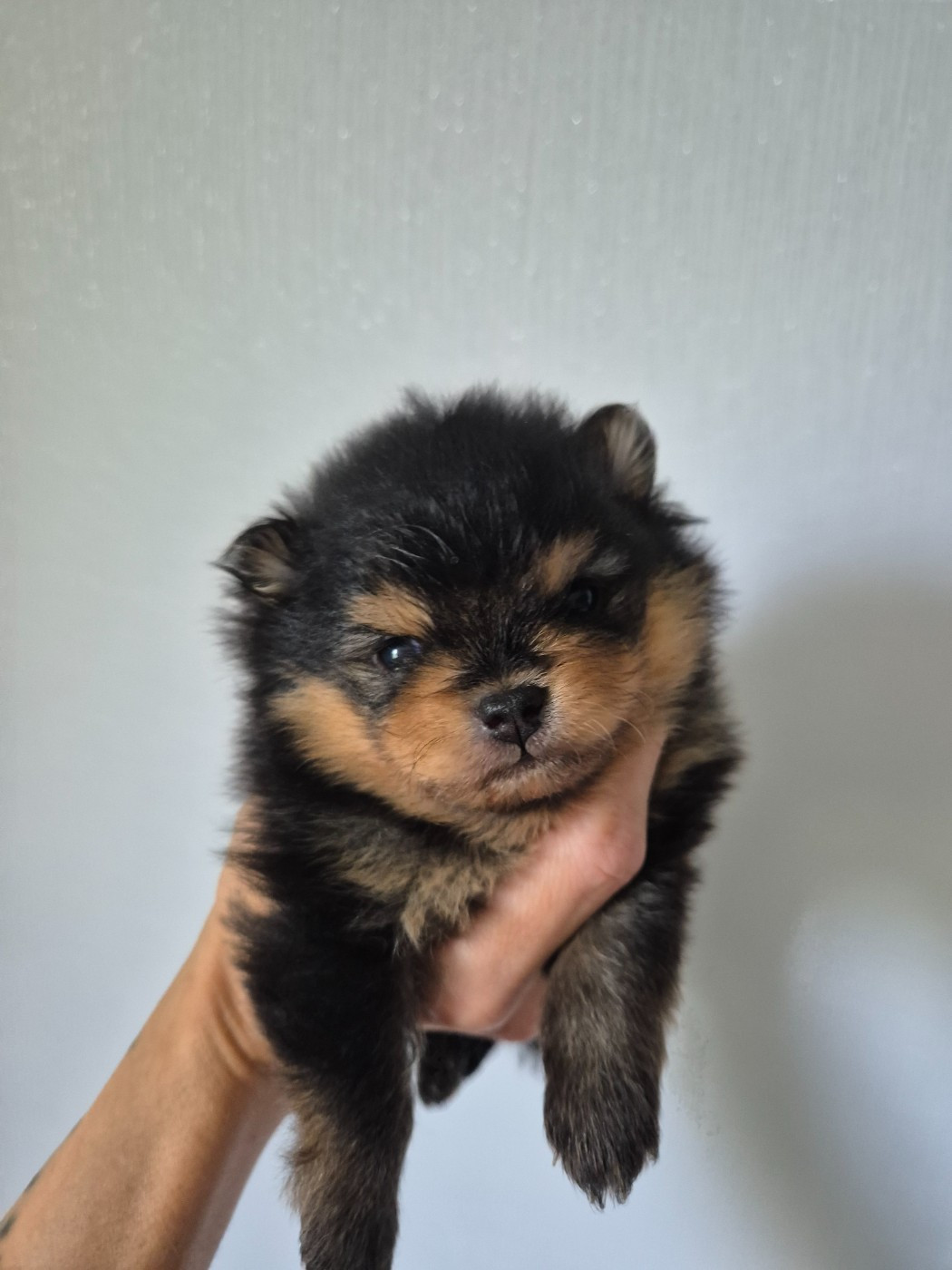 De La Casa Del Spitz - Chiots disponibles - Spitz allemand