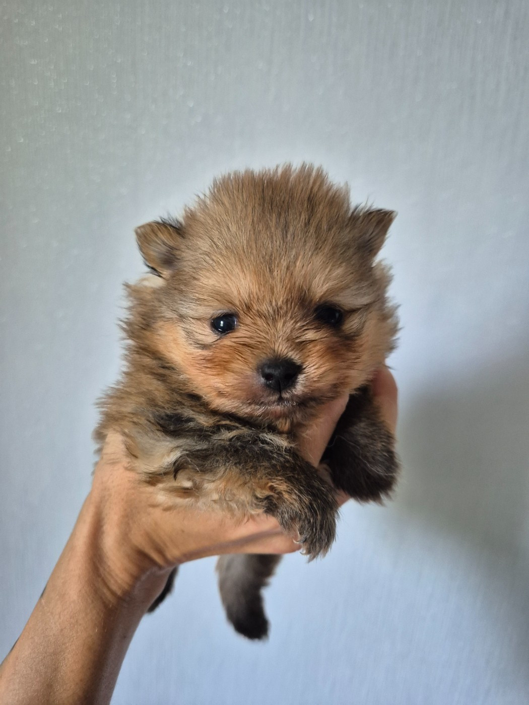 De La Casa Del Spitz - Chiots disponibles - Spitz allemand