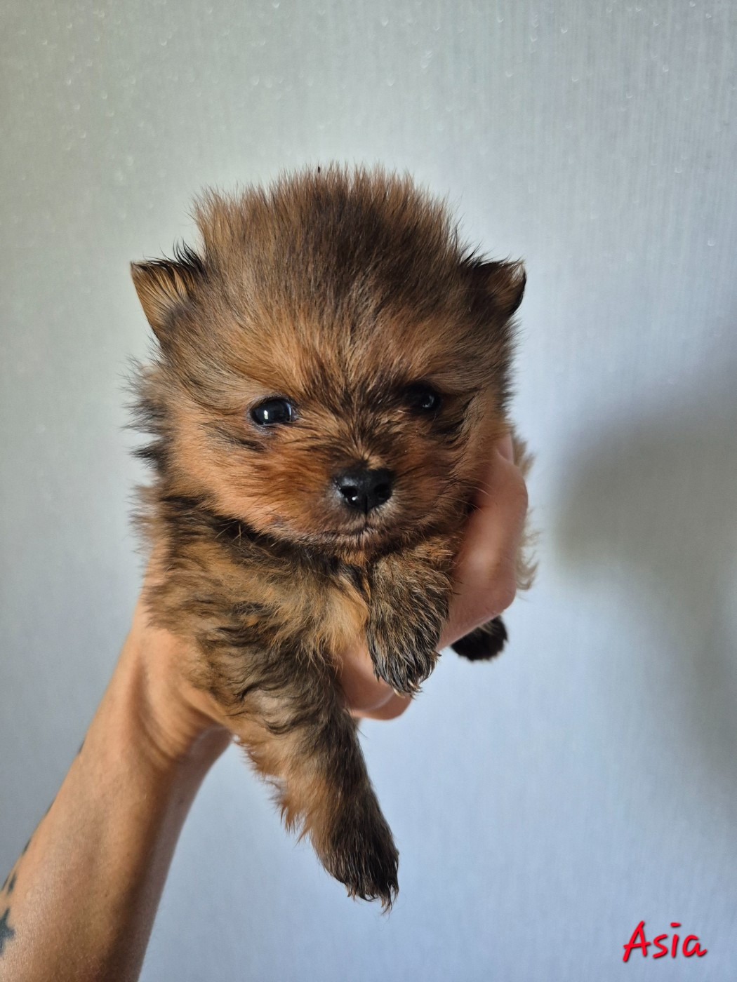 De La Casa Del Spitz - Chiots disponibles - Spitz allemand