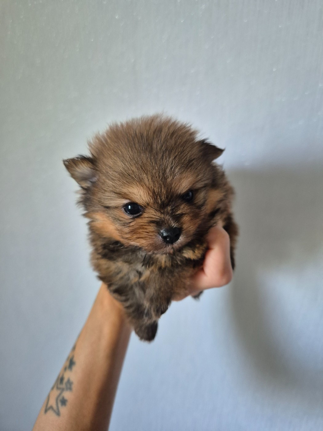 De La Casa Del Spitz - Chiots disponibles - Spitz allemand