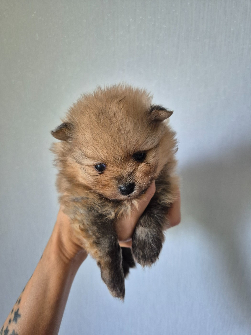 De La Casa Del Spitz - Chiots disponibles - Spitz allemand