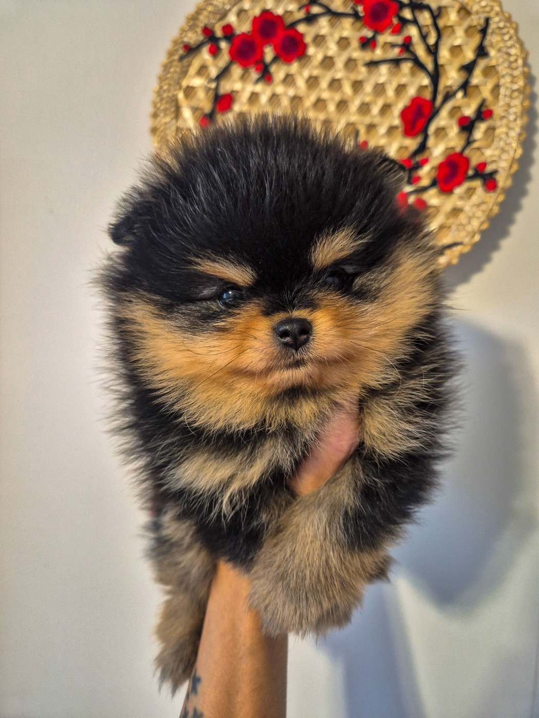 De La Casa Del Spitz - Chiots disponibles - Spitz allemand