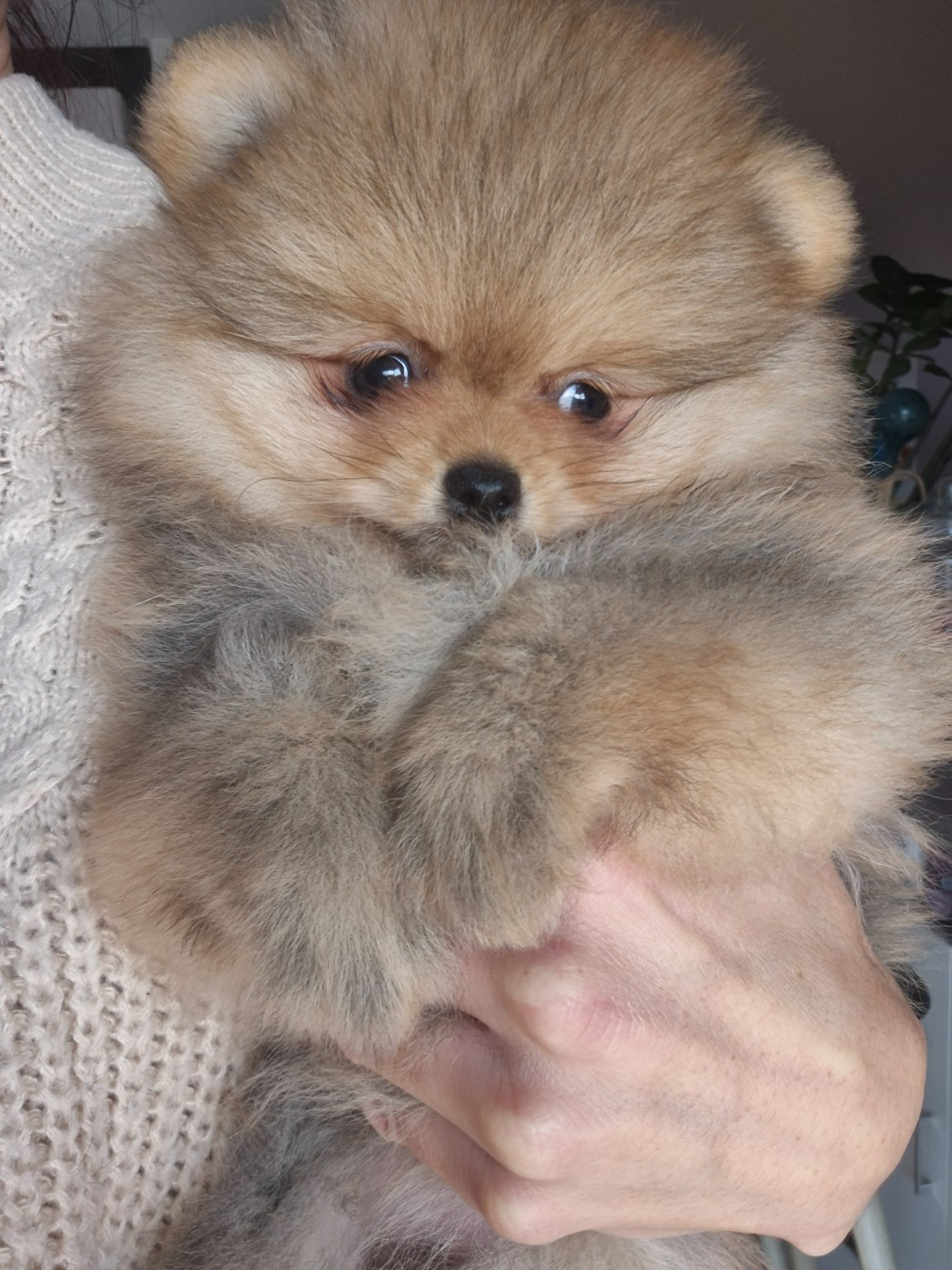 De La Casa Del Spitz - Chiots disponibles - Spitz allemand