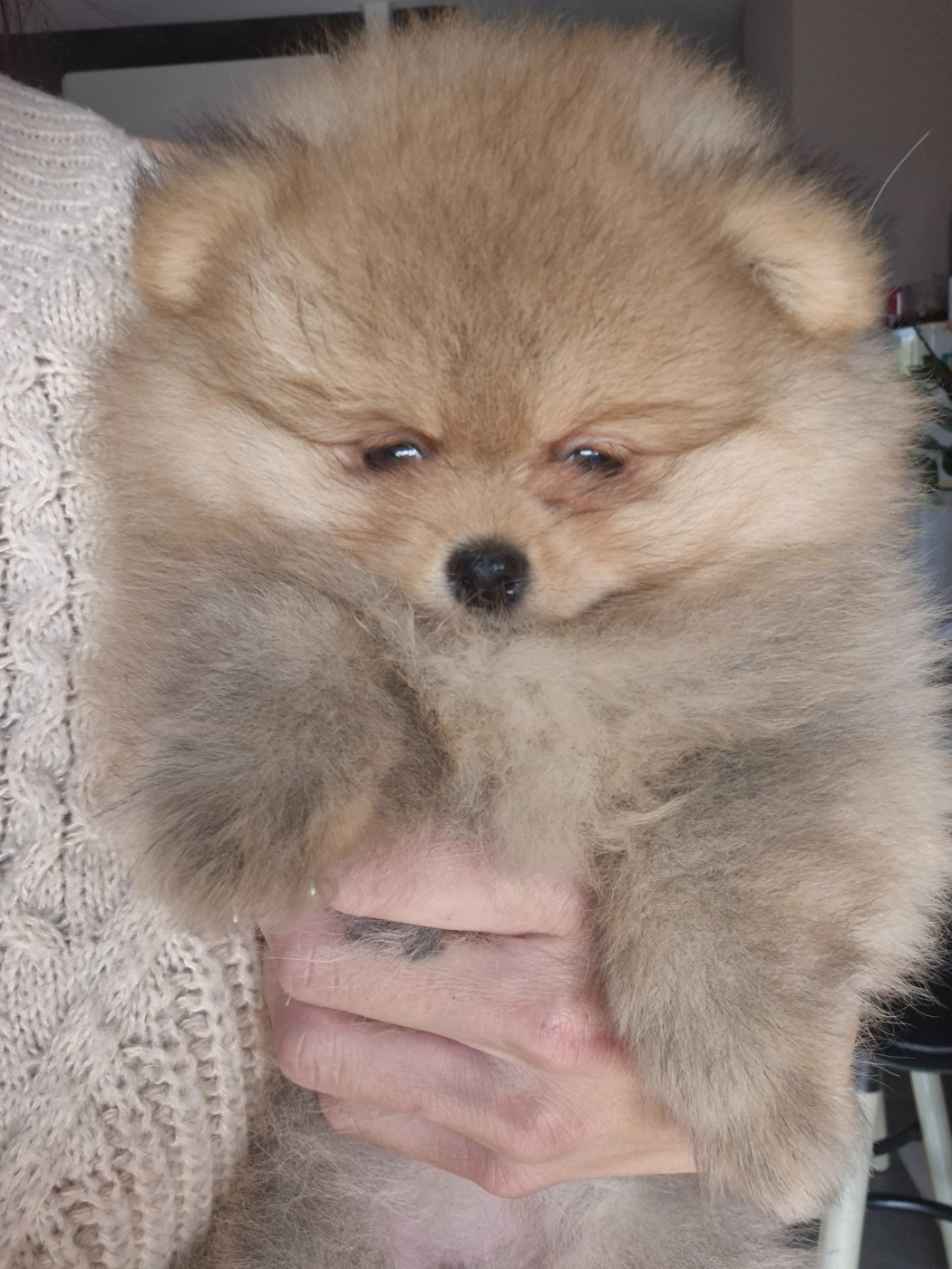 De La Casa Del Spitz - Chiots disponibles - Spitz allemand