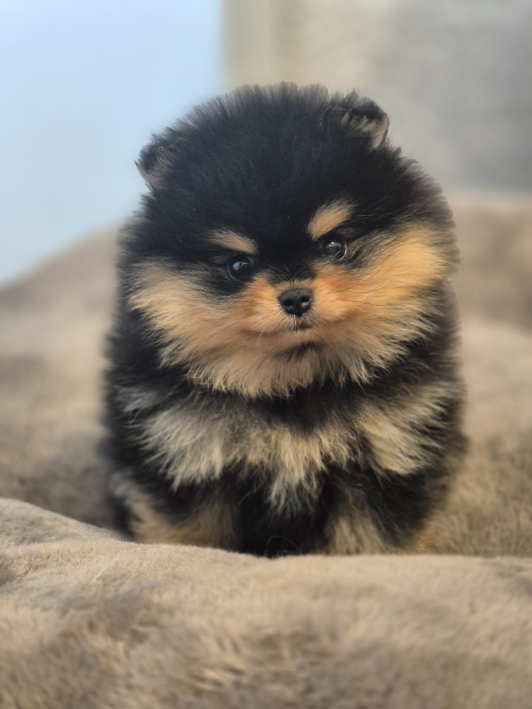 De La Casa Del Spitz - Chiots disponibles - Spitz allemand