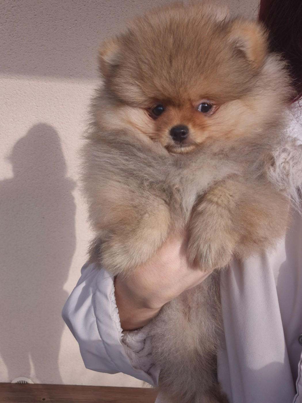 De La Casa Del Spitz - Chiots disponibles - Spitz allemand