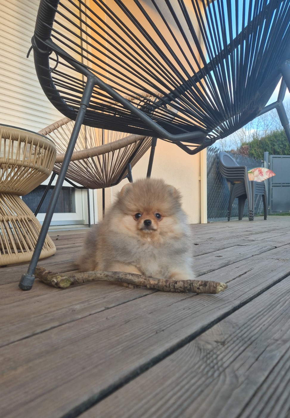 De La Casa Del Spitz - Chiots disponibles - Spitz allemand