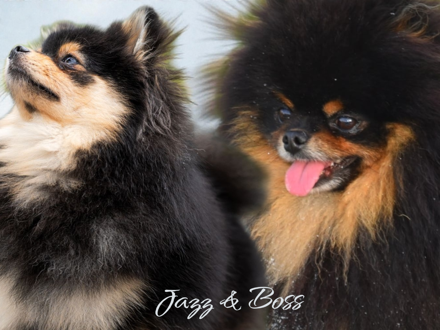 Chiot Spitz allemand De La Casa Del Spitz