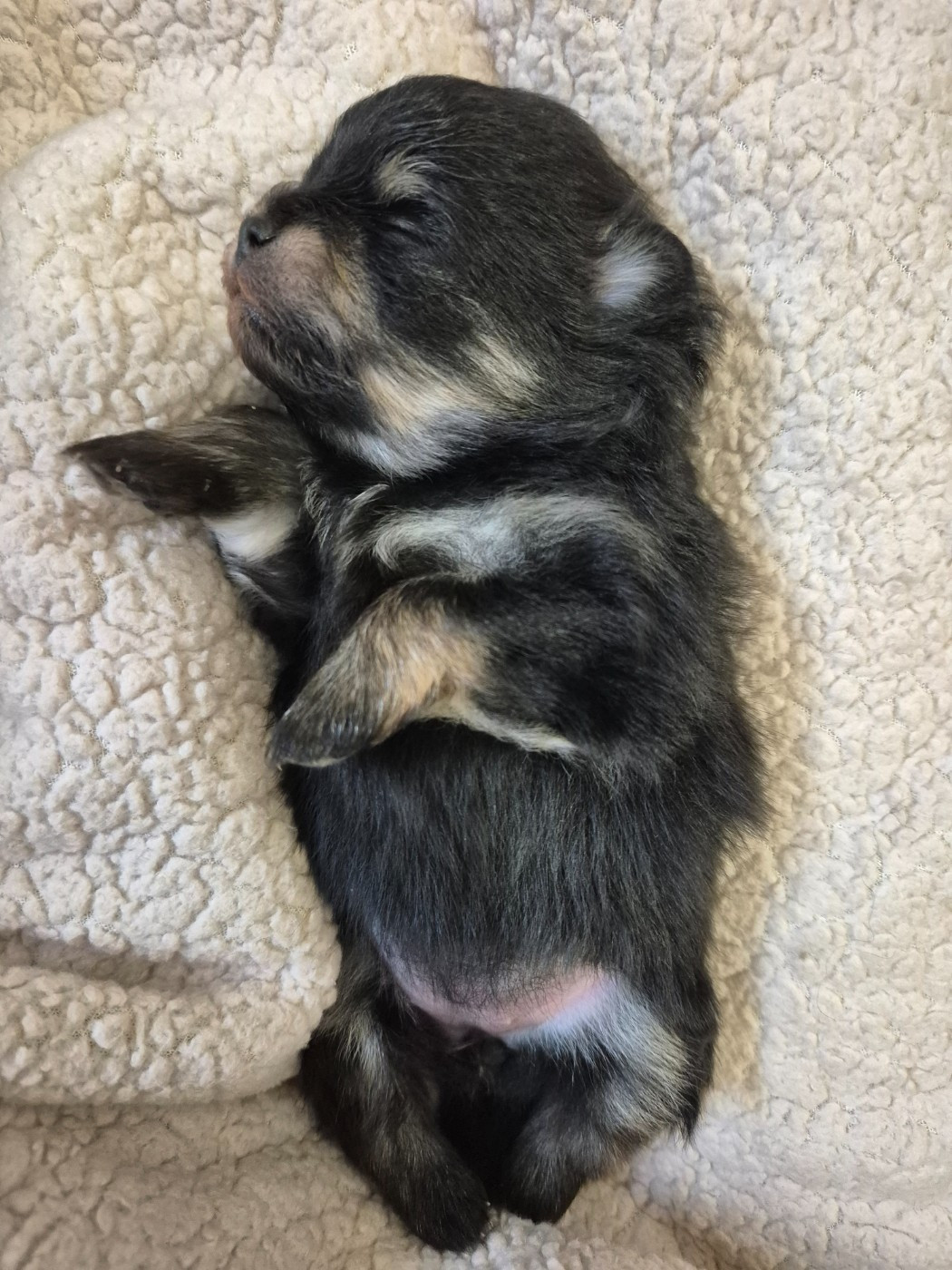 De La Casa Del Spitz - Chiots disponibles - Spitz allemand