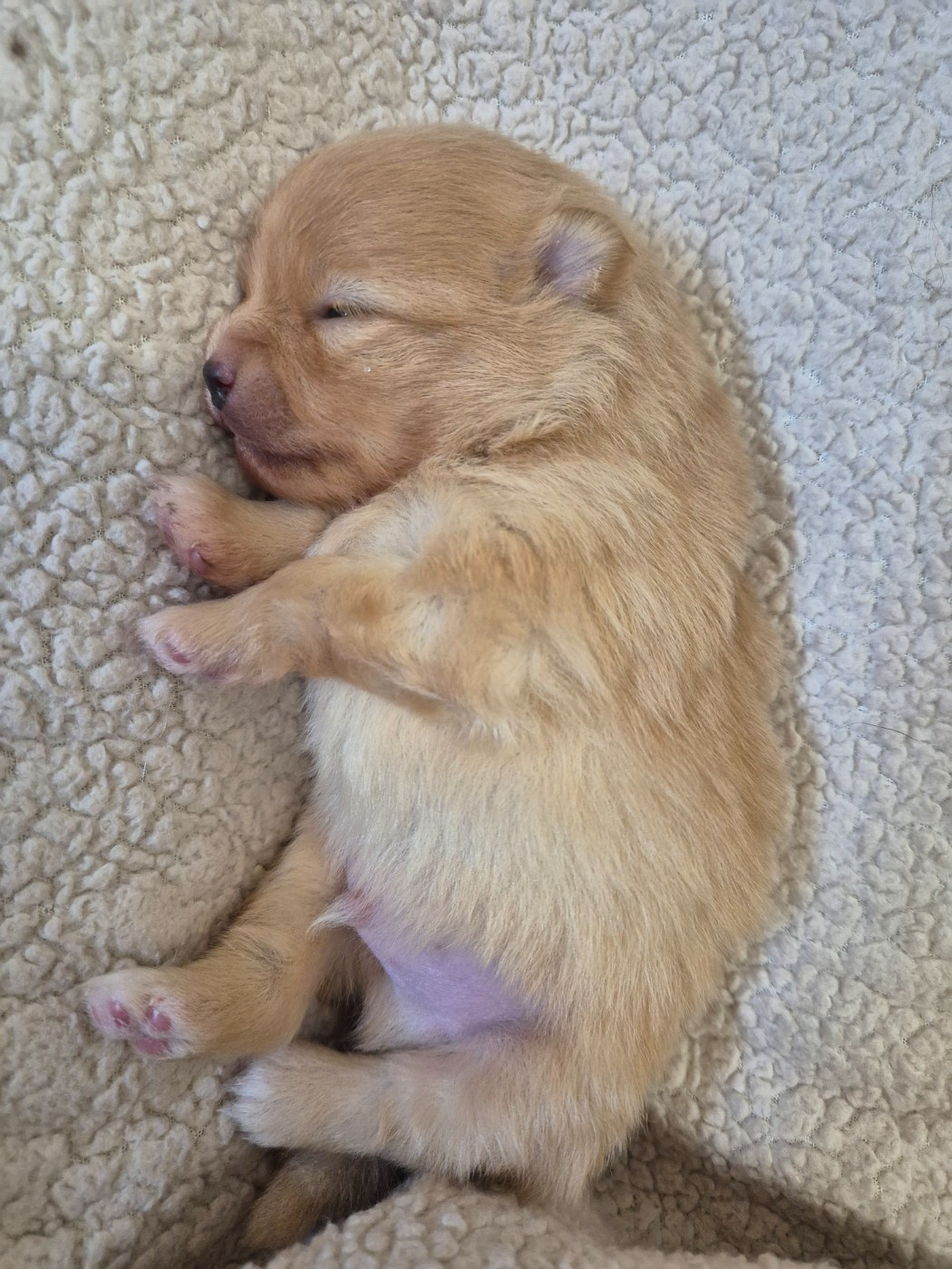 De La Casa Del Spitz - Chiots disponibles - Spitz allemand