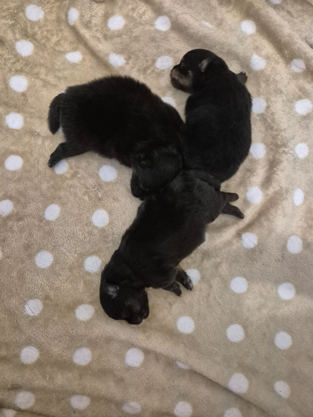 De La Casa Del Spitz - Chiots disponibles - Spitz allemand
