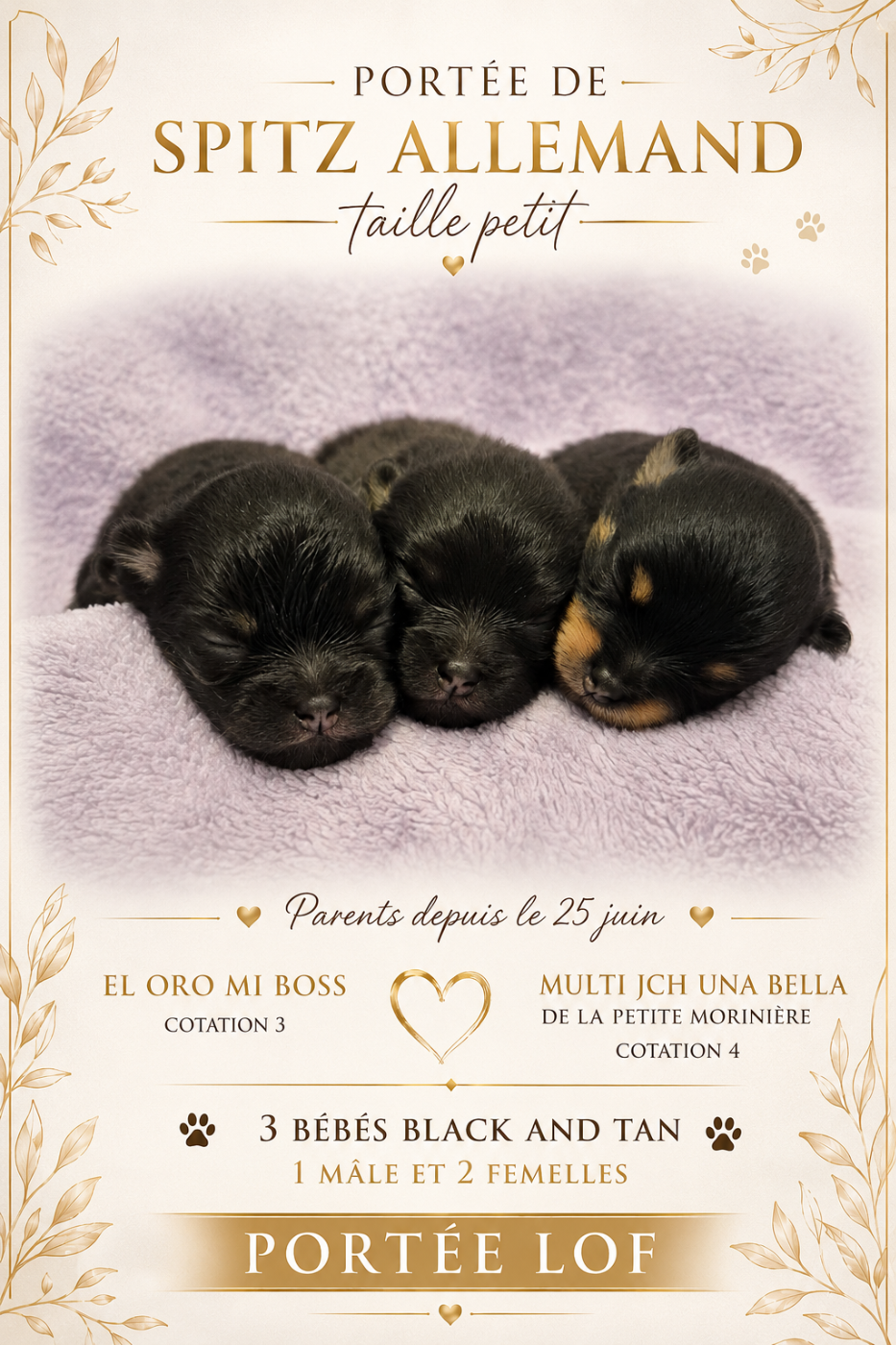 De La Casa Del Spitz - Chiots disponibles - Spitz allemand
