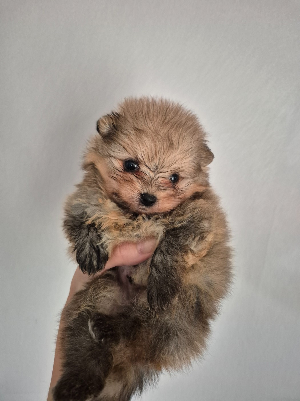 De La Casa Del Spitz - Chiots disponibles - Spitz allemand