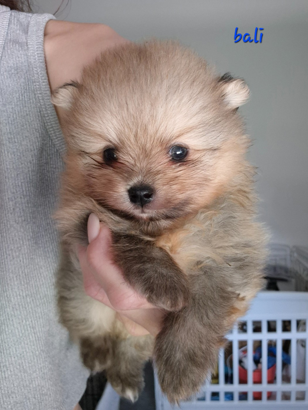 De La Casa Del Spitz - Chiots disponibles - Spitz allemand