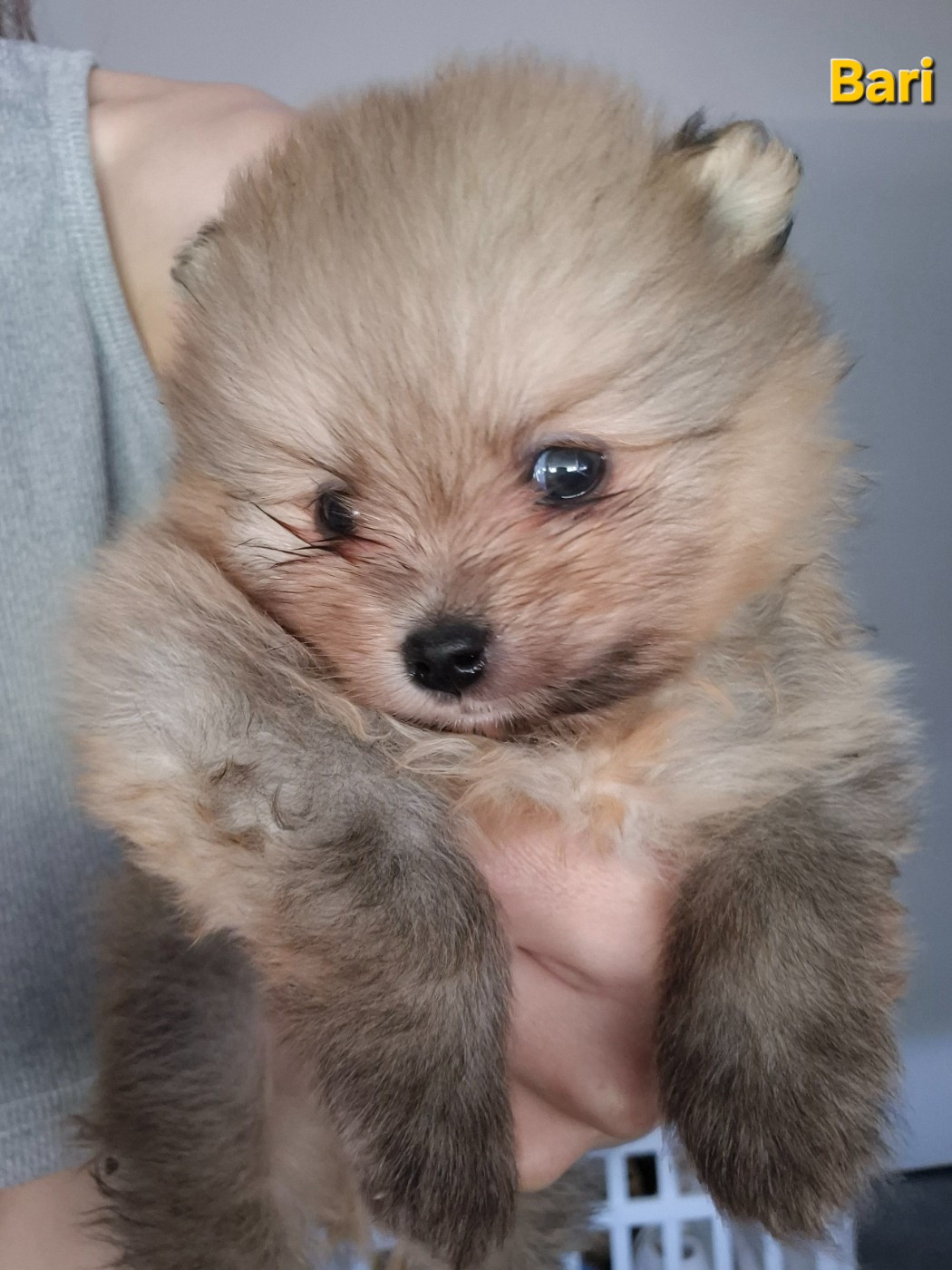 De La Casa Del Spitz - Chiots disponibles - Spitz allemand