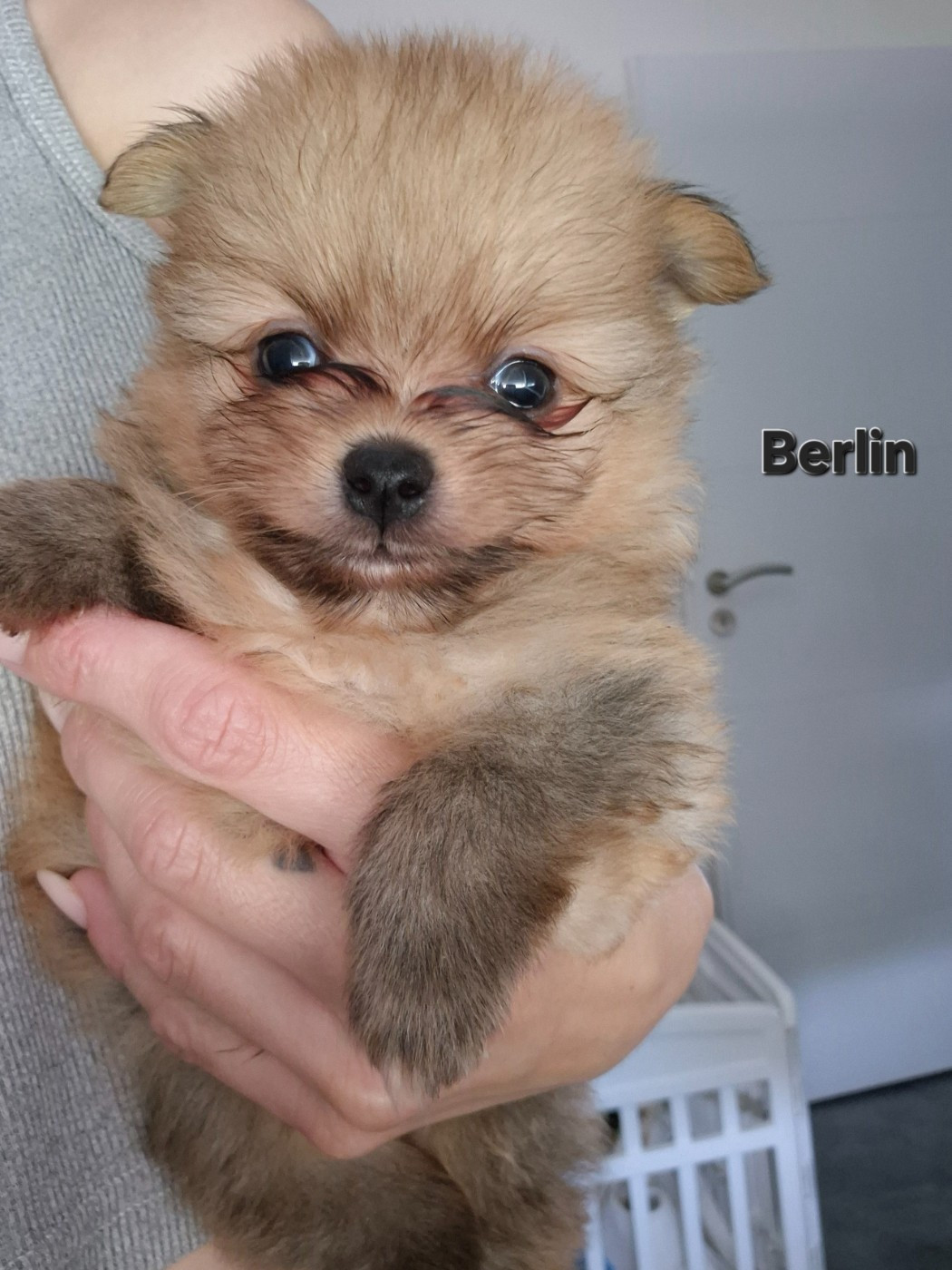 De La Casa Del Spitz - Chiots disponibles - Spitz allemand
