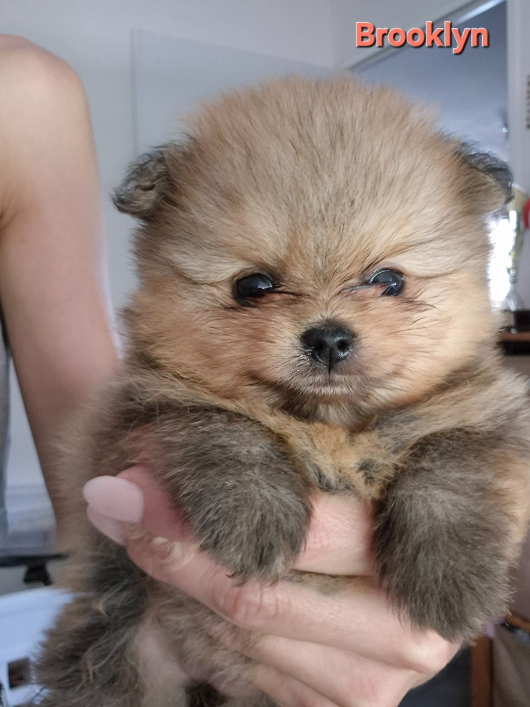 De La Casa Del Spitz - Chiots disponibles - Spitz allemand
