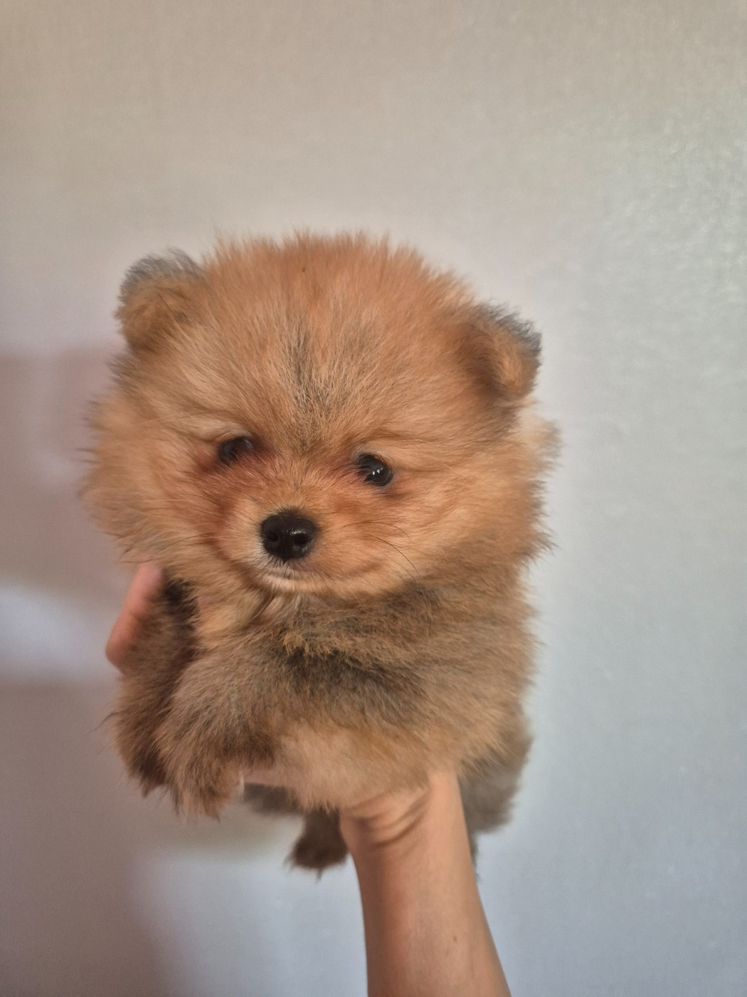 De La Casa Del Spitz - Chiots disponibles - Spitz allemand