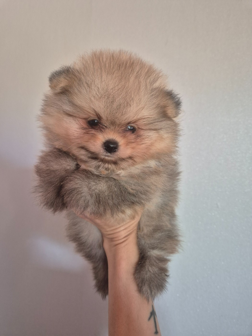 De La Casa Del Spitz - Chiots disponibles - Spitz allemand