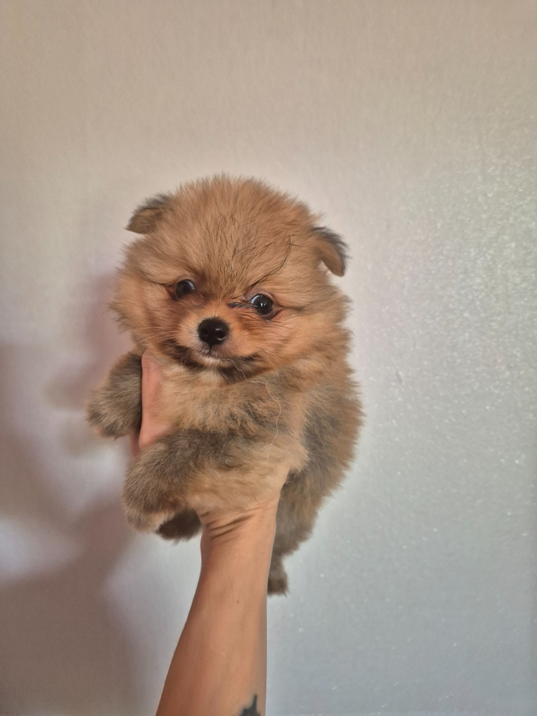 De La Casa Del Spitz - Chiots disponibles - Spitz allemand