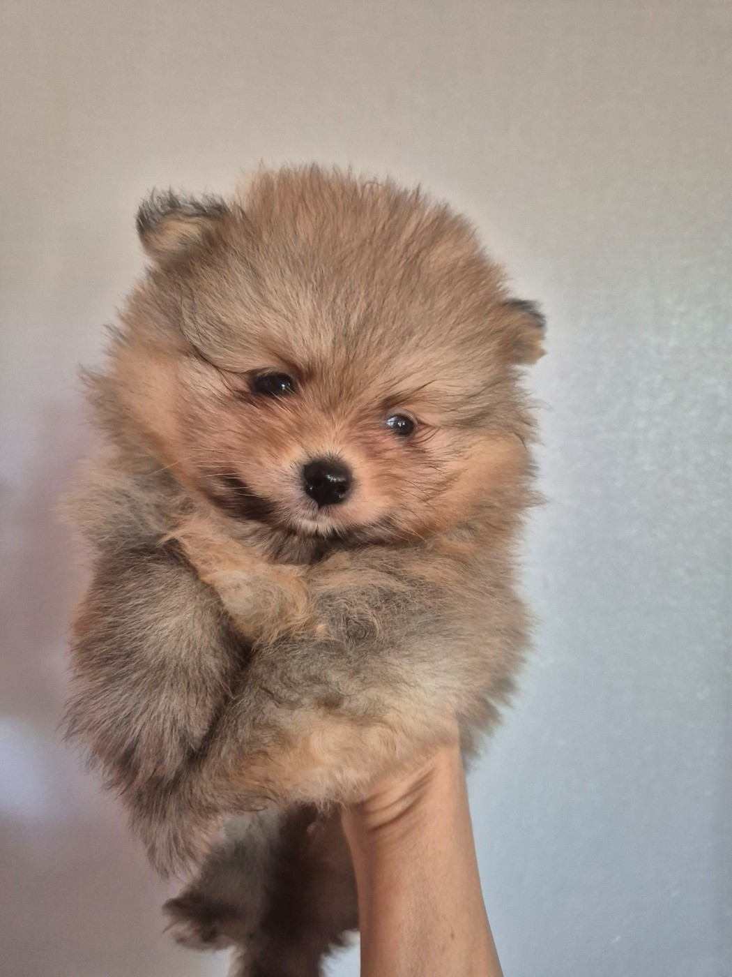 De La Casa Del Spitz - Chiots disponibles - Spitz allemand