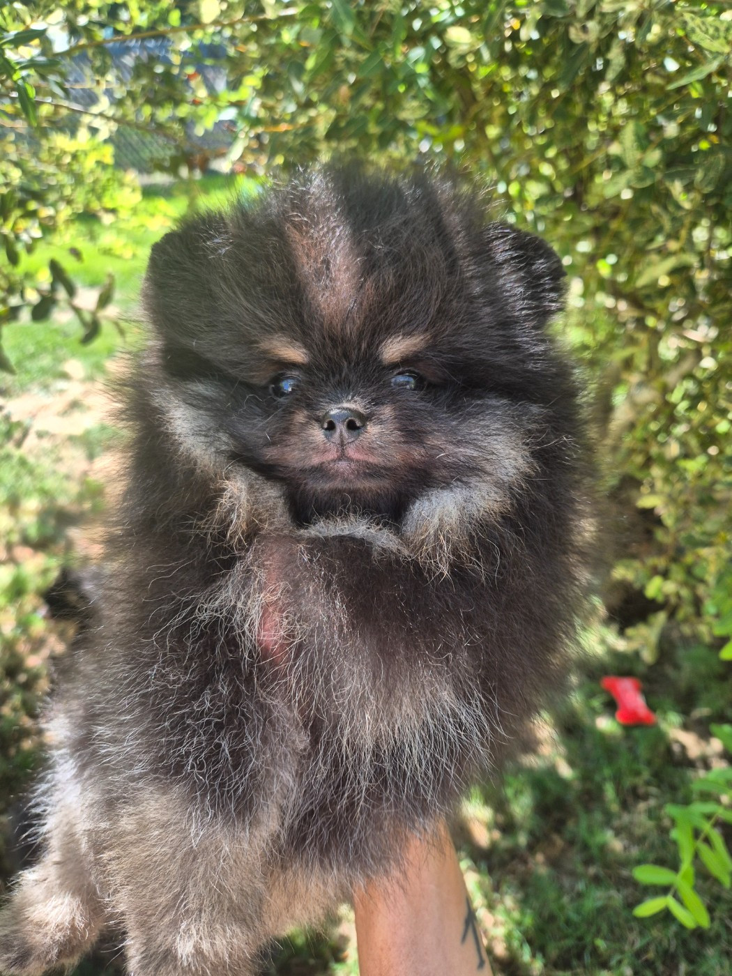 De La Casa Del Spitz - Chiots disponibles - Spitz allemand